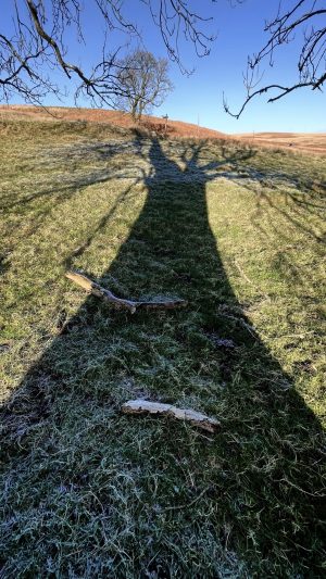 Tree in frosty field